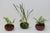 Muck-O Bonsai Muck Keto Soil For Making Kokedama, Kusamono and Seki-Joju (accent plants, rock plantings and moss balls)