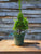 Shimpaku Juniper Bonsai Tree Starter Juniperus chinensis 'shimpaku' Pre-Bonsai 4" Pot