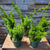 Shimpaku Juniper Bonsai Tree Starter Juniperus chinensis 'shimpaku' Pre-Bonsai 4" Pot