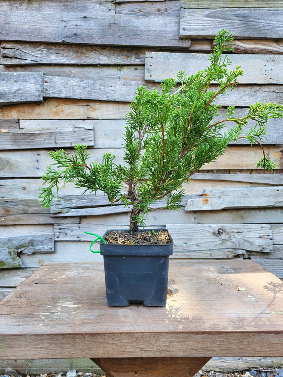 Shimpaku Juniper Bonsai Tree Starter - Juniperus chinensis 'shimpaku' - 4