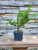 Shimpaku Juniper Bonsai Tree Starter - Juniperus chinensis 'shimpaku' - 4" Pot