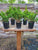 Shimpaku Juniper Bonsai Tree Starter Pre-Bonsai - Juniperus chinensis 'shimpaku' - 1 Gallon Pot