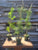 Japanese Black Pine Bonsai (pinus thunbergii)  - Pre-Bonsai Tree - 4" Pot - 4+ Years Old