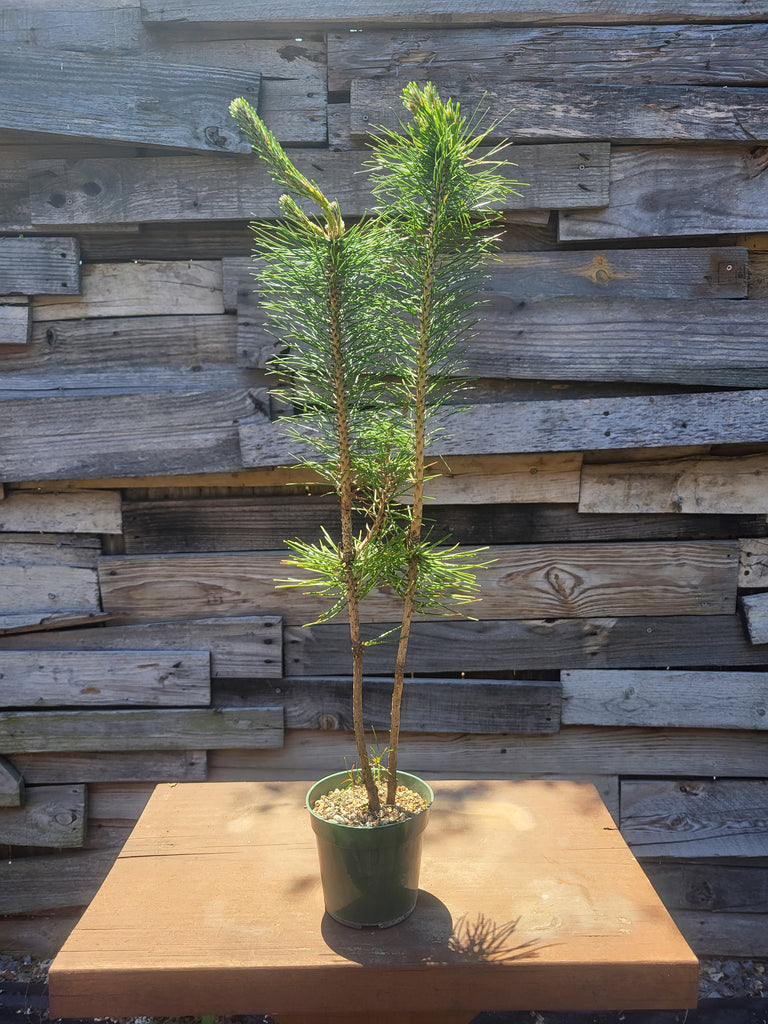 Japanese Black Pine Bonsai (pinus thunbergii)  - Pre-Bonsai Tree - Multi-Potted 2-4 Trees in 4" Pot - 4+ Years Old