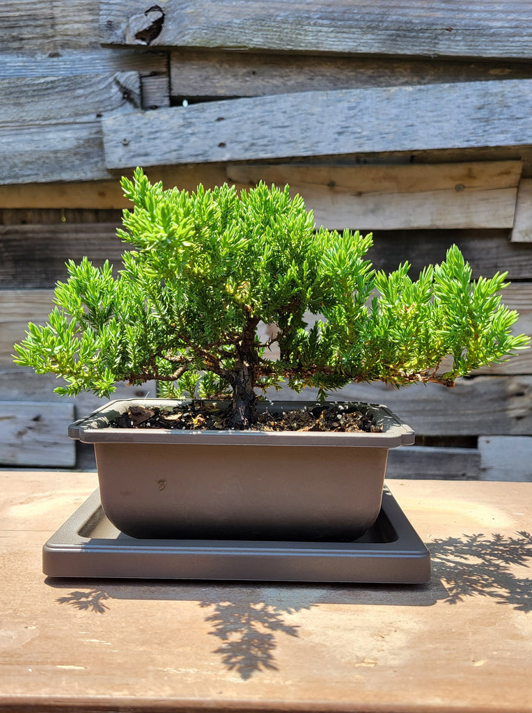 Dwarf Japanese Garden Juniper in 6" Bonsai Trainer Pot With Drip Tray - Juniperus Procumbens 'nana' Pre-Bonsai
