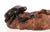 Handmade Dung Beetle Rustic Brown Pinch Pot by Willow Bonsai- 3.25" x 3.25" x 1.25"