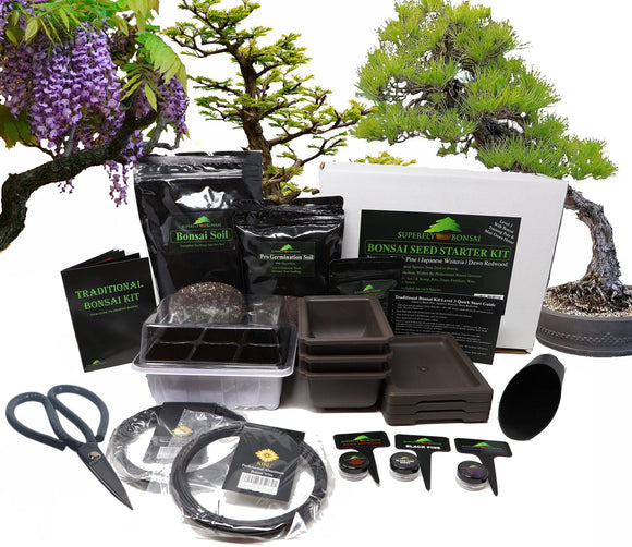 Traditional Bonsai Tree Starter Seed Kit - Black Pine, Wisteria & Dawn Redwood